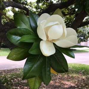 Meet your Posher, Lacey